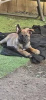 Dark Blue Collar, a male Belgian Malinois for sale in Oshkosh, WI – 1 of 10