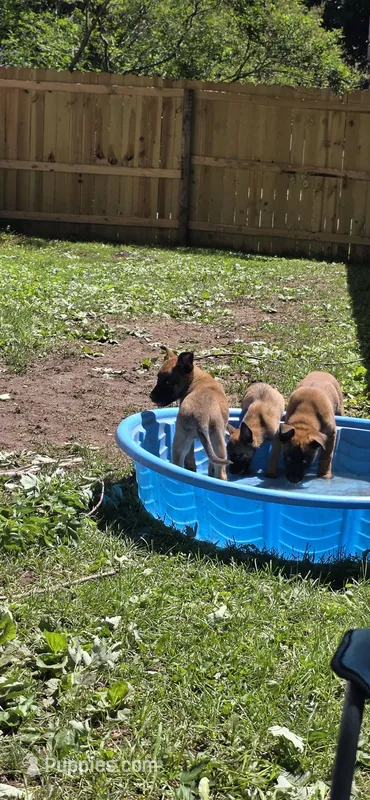 Red Collar – Belgian Malinois puppy for sale in Oshkosh, WI