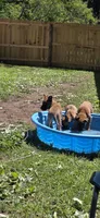 Red Collar, a female Belgian Malinois for sale in Oshkosh, WI – 2 of 9