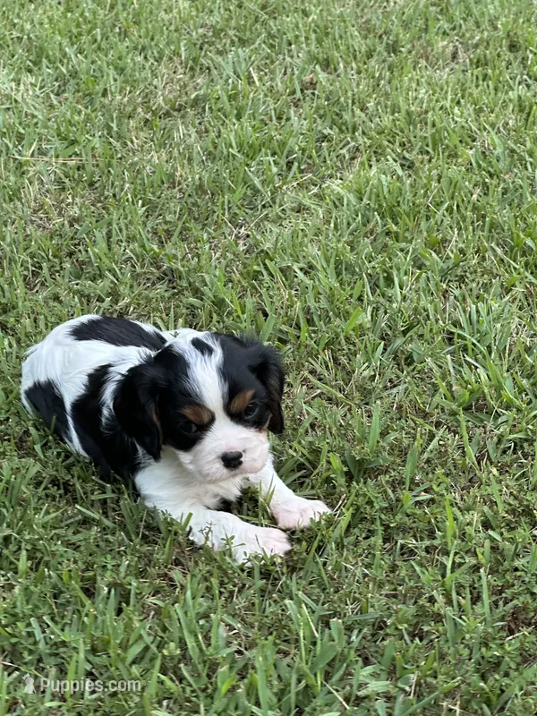 Rocky, a male Cavalier King Charles Spaniel for sale in Greenville, MO – 1 of 9