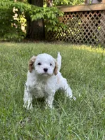 MIKE, a male Cavapoo for sale in Greenville, MO – 3 of 10