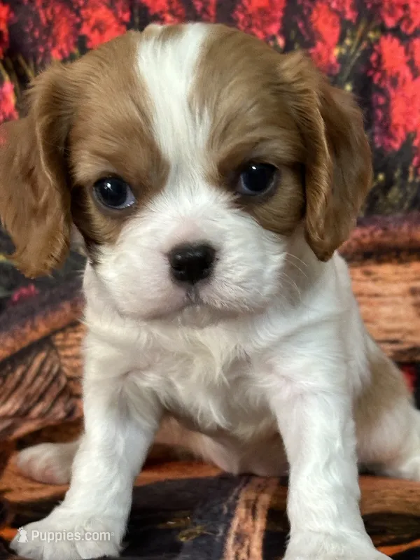 Londyn – Cavalier King Charles Spaniel puppy for sale in Greenville, MO