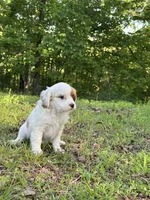 Molly, a female Cavapoo for sale in Greenville, MO – 7 of 10