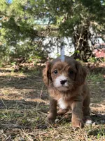 MILA, a female Cavapoo for sale in Greenville, MO – 2 of 9