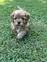 Hope, a female Cavapoo for sale in Greenville, MO – 2 of 7
