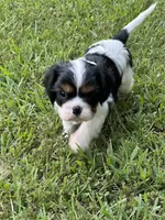Rylie, a female Cavalier King Charles Spaniel for sale in Greenville, MO – 6 of 9