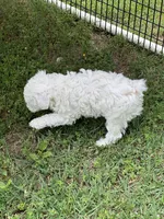 Lambchop, a male Poodle - Miniature  for sale in Greenville, MO – 3 of 5