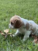 Remi, a male Cavalier King Charles Spaniel for sale in Greenville, MO – 8 of 9