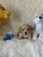 Logan, a male Bichon Frise and Cavapoo for sale in Greenville, MO – Photo 4 of 6