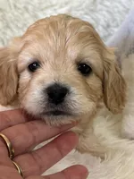 Logan, a male Bichon Frise and Cavapoo for sale in Greenville, MO – Photo 1 of 6