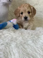 Logan, a male Bichon Frise and Cavapoo for sale in Greenville, MO – Photo 2 of 6