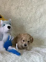 Logan, a male Bichon Frise and Cavapoo for sale in Greenville, MO – Photo 6 of 6