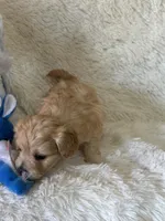 Logan, a male Bichon Frise and Cavapoo for sale in Greenville, MO – Photo 3 of 6