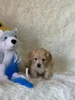 Logan, a male Bichon Frise and Cavapoo for sale in Greenville, MO – Photo 5 of 6