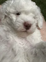 Teddy, a male Poodle - Miniature  for sale in Greenville, MO – 3 of 8