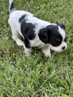 Rainie, a female Cavalier King Charles Spaniel for sale in Greenville, MO – 2 of 8