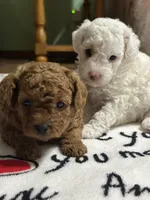 Suzy Q, a female Poodle - Miniature  for sale in Greenville, MO – 3 of 6