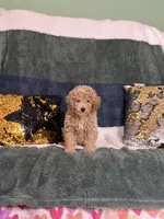 Rip, a male Poodle - Miniature  for sale in Greenville, MO – 6 of 6