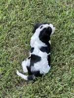 Rocky, a male Cavalier King Charles Spaniel for sale in Greenville, MO – 8 of 9