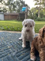 Sara Lee, a female Poodle - Miniature  for sale in Greenville, MO – 2 of 9