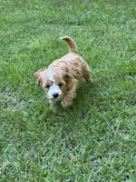 MACKY, a male Cavapoo for sale in Greenville, MO – 7 of 8
