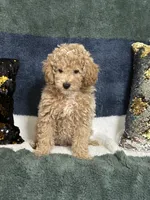 Rip, a male Poodle - Miniature  for sale in Greenville, MO – 3 of 6