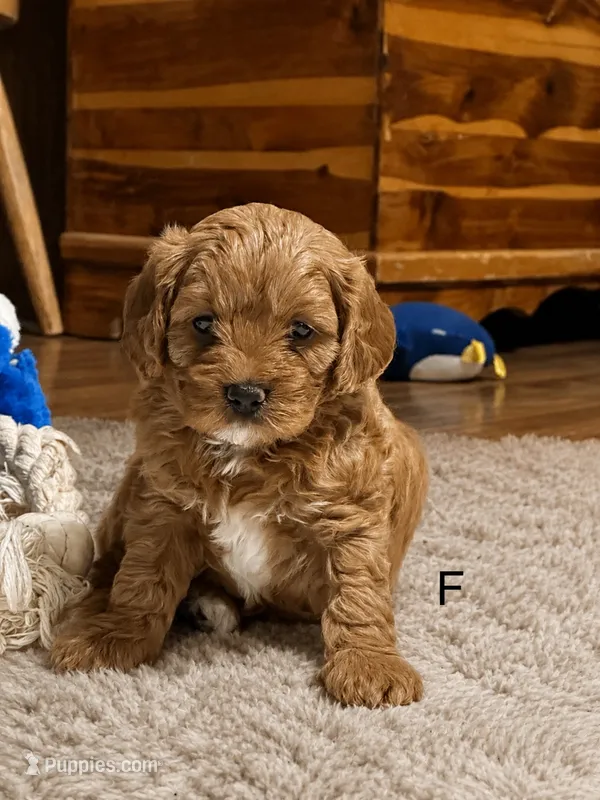 Ruby – Cavapoo puppy for sale in Greenville, MO