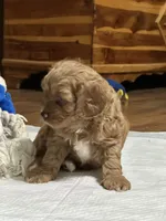 Ruby, a female Cavapoo for sale in Greenville, MO – 6 of 10