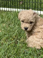 Casper, a male Poodle - Miniature  for sale in Greenville, MO – 9 of 9