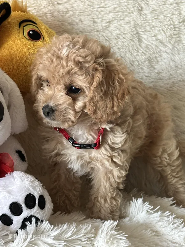 Jayson – Cavapoo puppy for sale in Greenville, MO