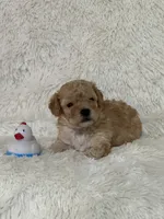 Denny, a male Bichon Frise and Cavapoo for sale in Greenville, MO – 5 of 6