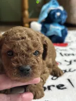 Stevie, a male Poodle - Miniature  for sale in Greenville, MO – 4 of 5