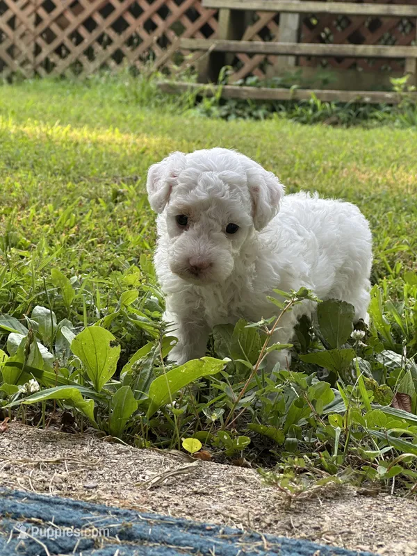 Sara Lee – Poodle - Miniature  puppy for sale in Greenville, MO