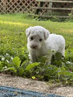 Sara Lee, a female Poodle - Miniature  for sale in Greenville, MO – 4 of 9