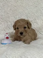 Drake, a male Bichon Frise and Cavapoo for sale in Greenville, MO – 2 of 6