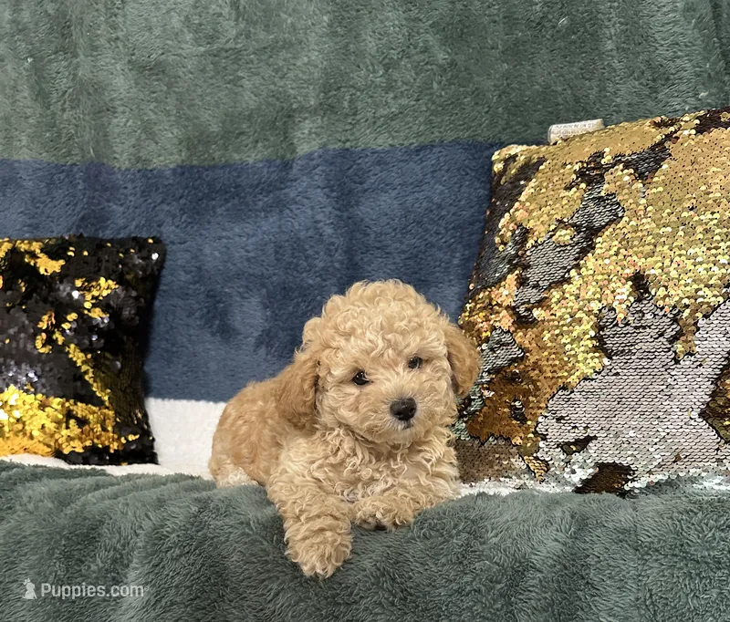 River – Poodle - Miniature  puppy for sale in Greenville, MO