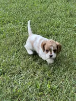 Remi, a male Cavalier King Charles Spaniel for sale in Greenville, MO – 5 of 9