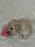Dolly Rae, a female Bichon Frise and Cavapoo for sale in Greenville, MO – 2 of 7