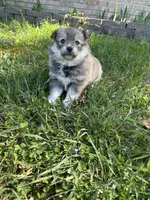 ELVIS, a male Pomsky for sale in Greenville, MO – Photo 6 of 9