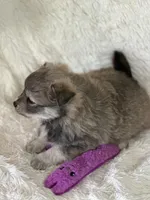 ELVIS, a male Pomsky for sale in Greenville, MO – Photo 2 of 9