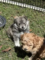 ELVIS, a male Pomsky for sale in Greenville, MO – Photo 9 of 9