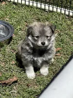 ELVIS, a male Pomsky for sale in Greenville, MO – Photo 8 of 9