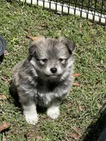 ELVIS, a male Pomsky for sale in Greenville, MO – Photo 7 of 9