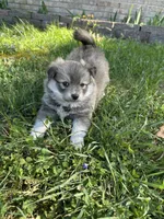 ELVIS, a male Pomsky for sale in Greenville, MO – Photo 4 of 9