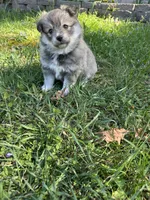 ELVIS, a male Pomsky for sale in Greenville, MO – Photo 5 of 9
