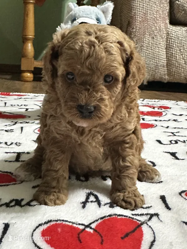 Sam – Poodle - Miniature  puppy for sale in Greenville, MO