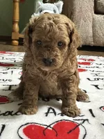 Sam, a male Poodle - Miniature  for sale in Greenville, MO – 1 of 4