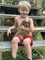 Harley, a male Cavapoo for sale in Greenville, MO – 2 of 6
