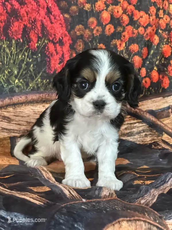 Lainey – Cavalier King Charles Spaniel puppy for sale in Greenville, MO