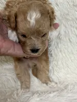 Danny, a male Bichon Frise and Cavapoo for sale in Greenville, MO – 2 of 7